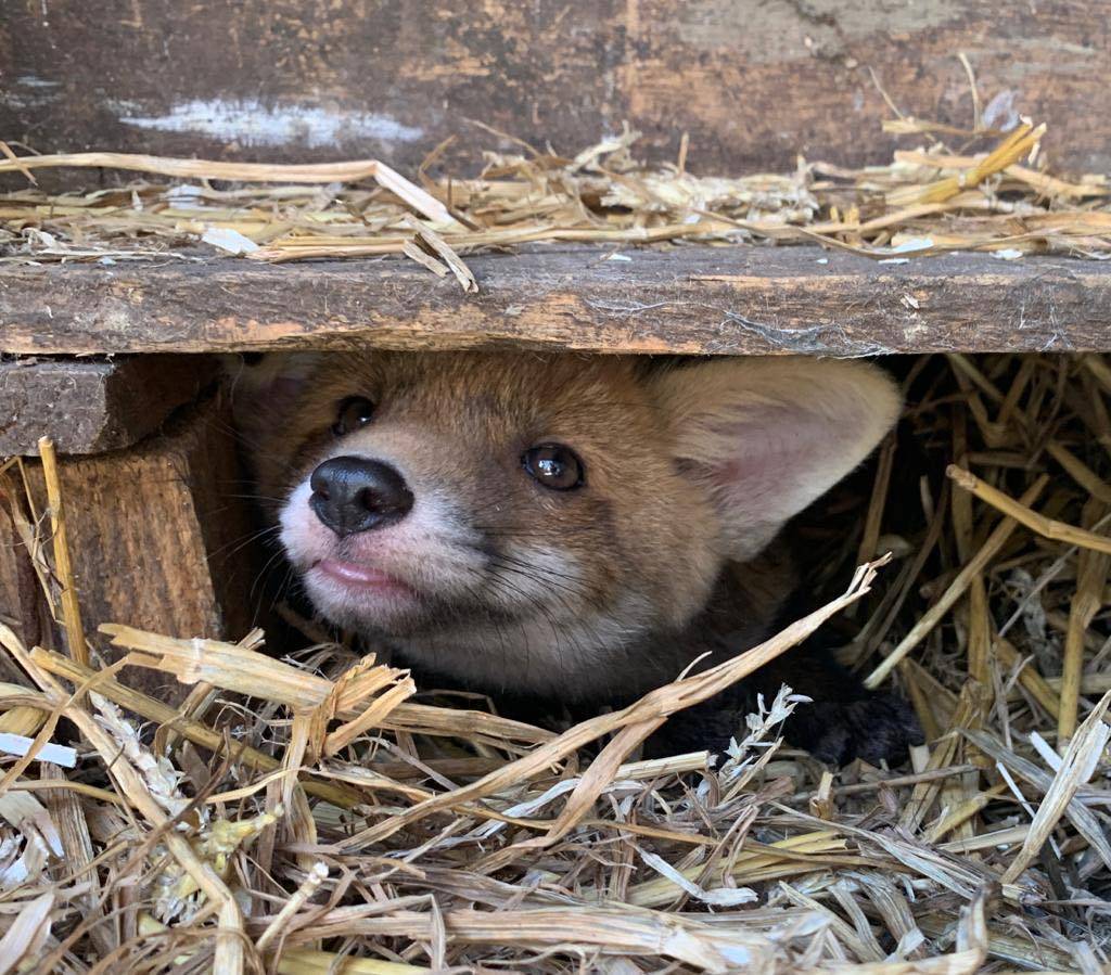 Peeking Fox Cub
